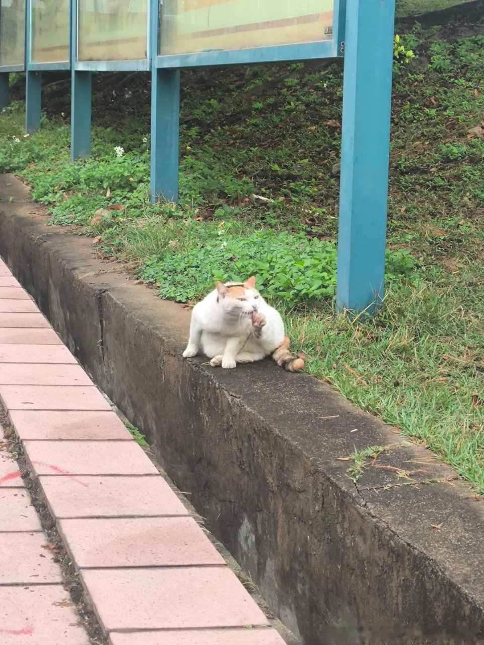 49160【丑猫】爱吃脚 