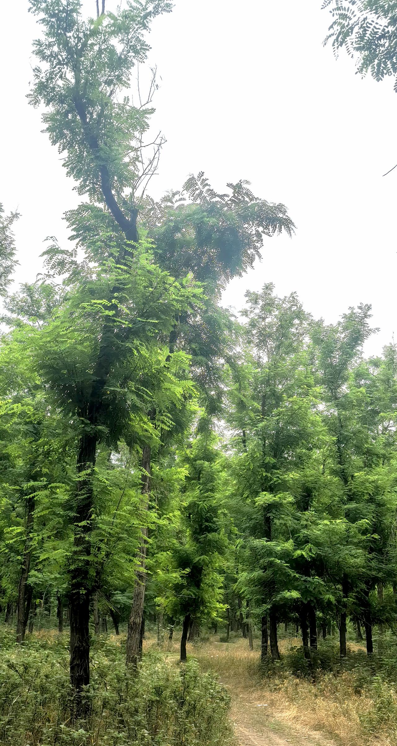 分享一张相册里随手拍的夏日天空