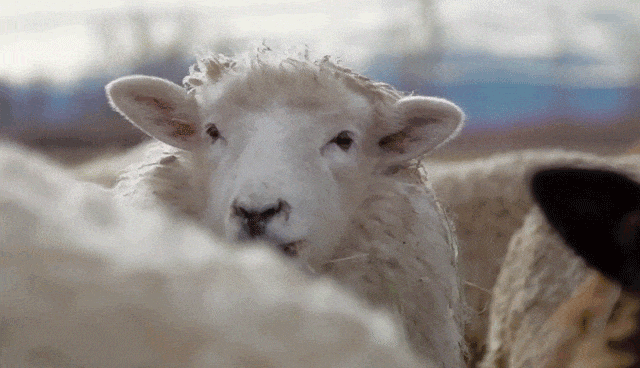 买139999元黄金手机壳送iPhone年底了，给大家梳理了一些白嫖内容:1、农