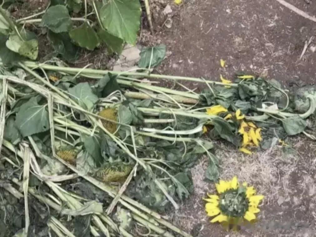 女儿初二，写作业到晚上11:30都算早的，12:00以后是常态，我承认女儿的速度