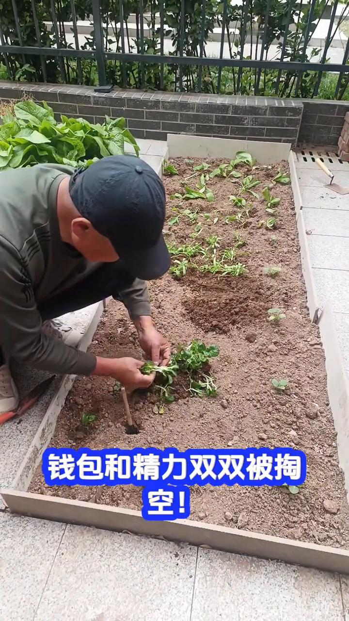 种地？别碰！
种地别碰！买苗、买种、买肥料，农药还得无限续，钱包和精力双双被掏空