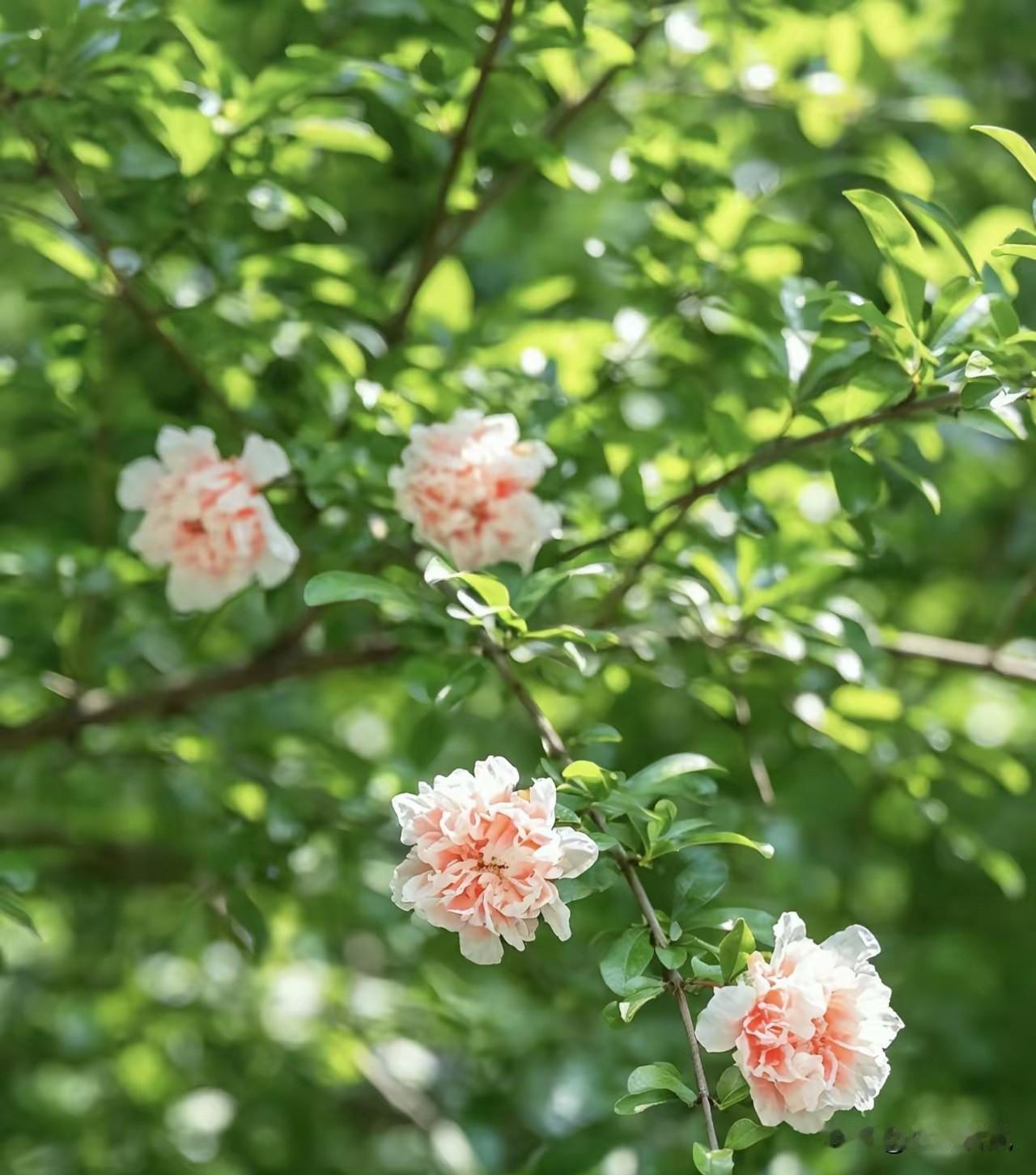 题图～《长相思》
文/小溪若岚
旭日红，蕊蕊红。
榴月微风绕翠丛。
花衣叠叠重。