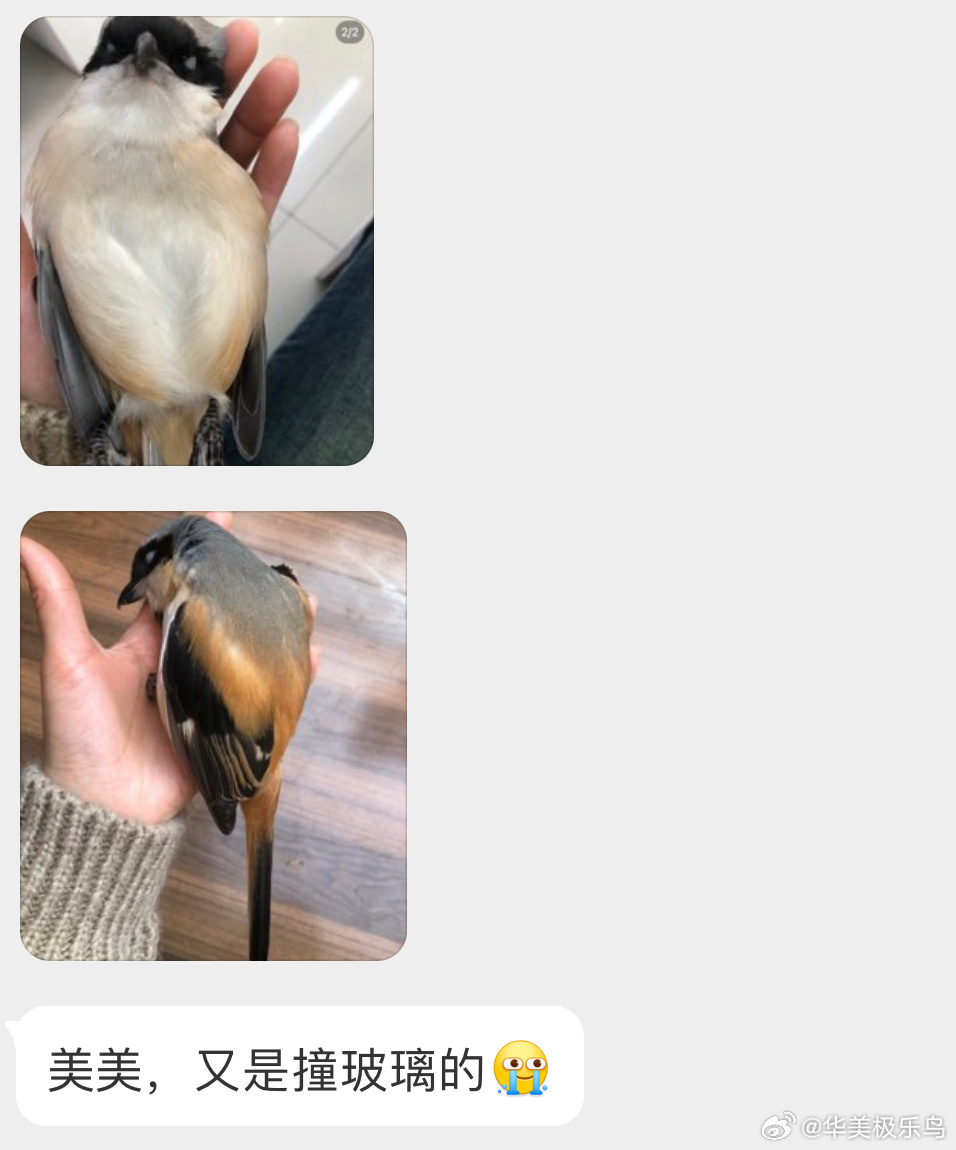 #撞玻璃的鸟# 撞玻璃的【棕背伯劳】它再也不能撸串了[泪]来世再飞 ​​​