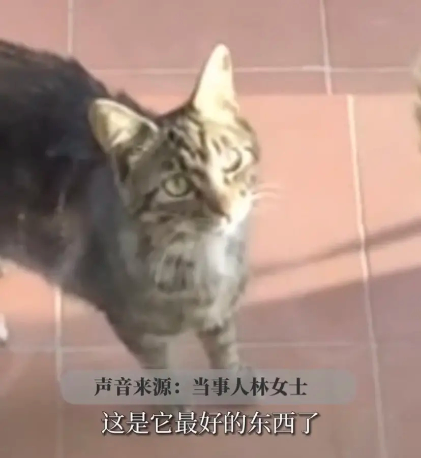 猫的报恩：女子投喂流浪猫一年多，猫咪送来猎物表达感谢！[送心]5月16日，据青豆