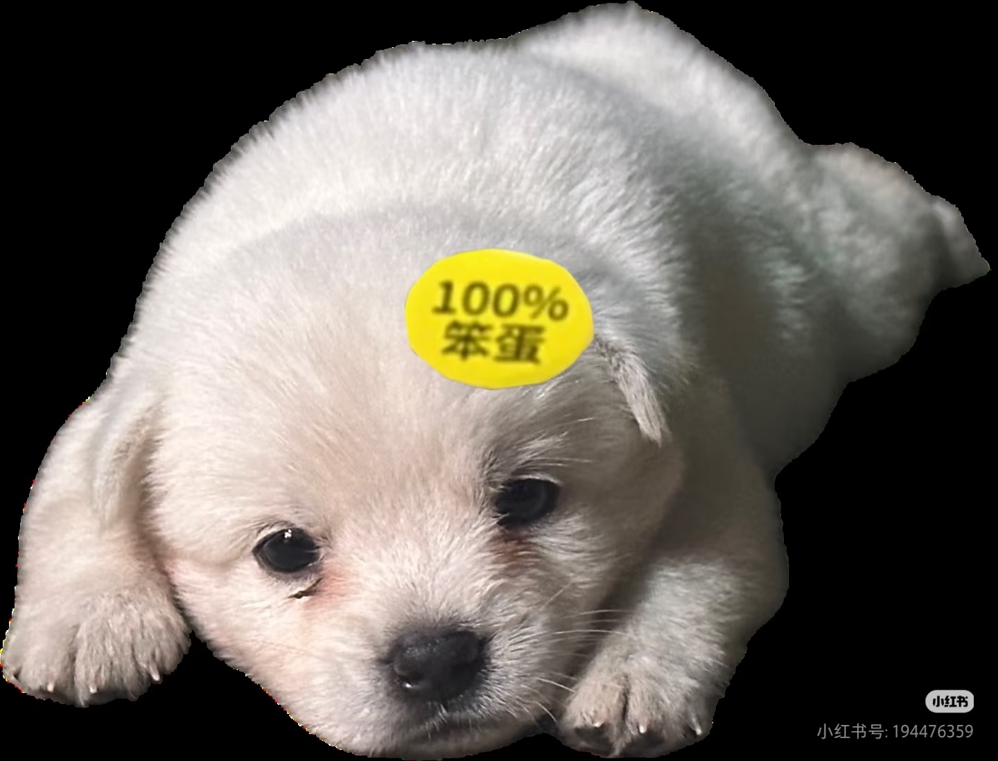 笨蛋狗又出新款了~ ​​​