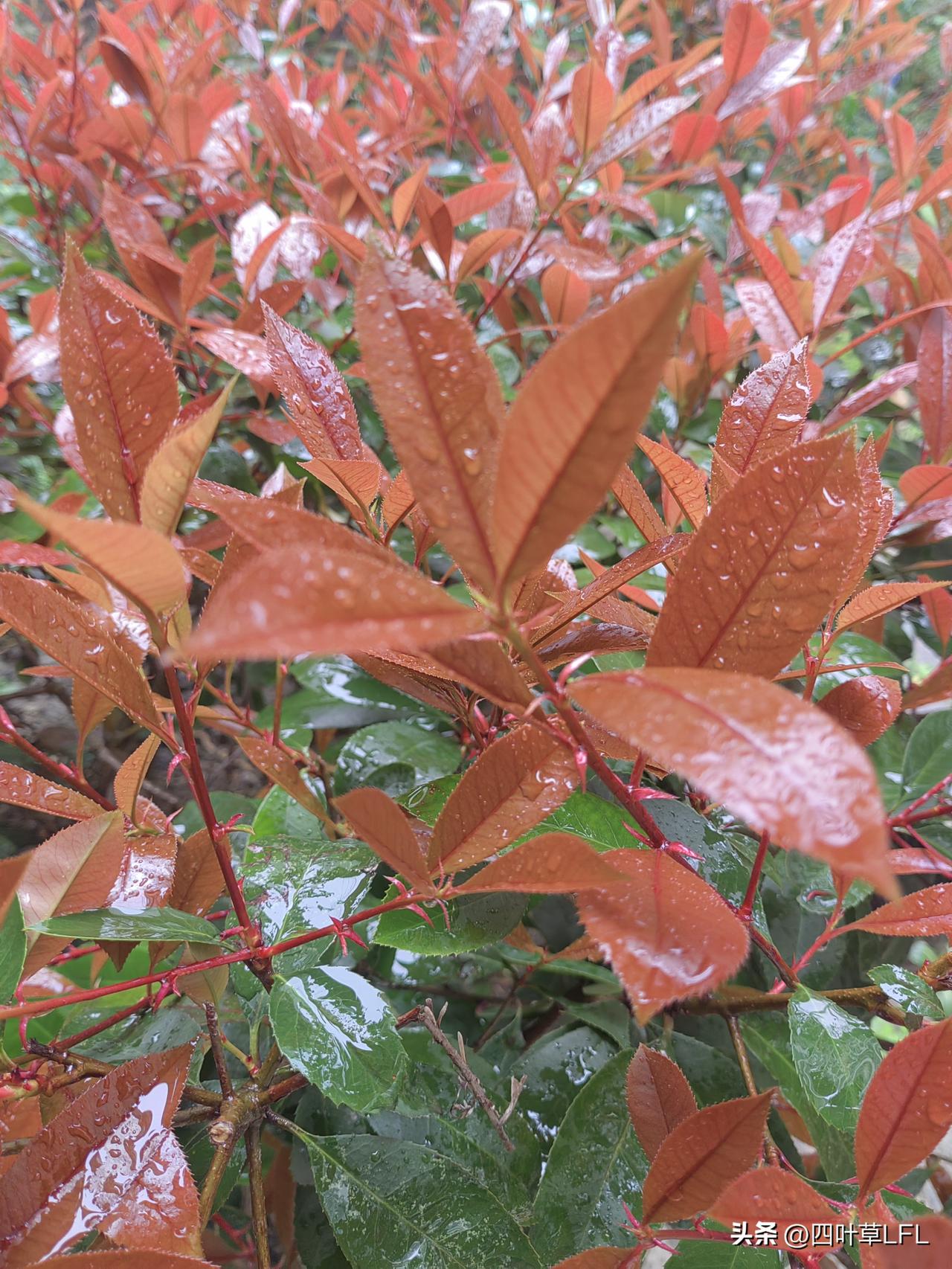 春暖花开的季节，穿上漂亮的春装，走进大自然，感受春天的气息，心情也美美哒！
