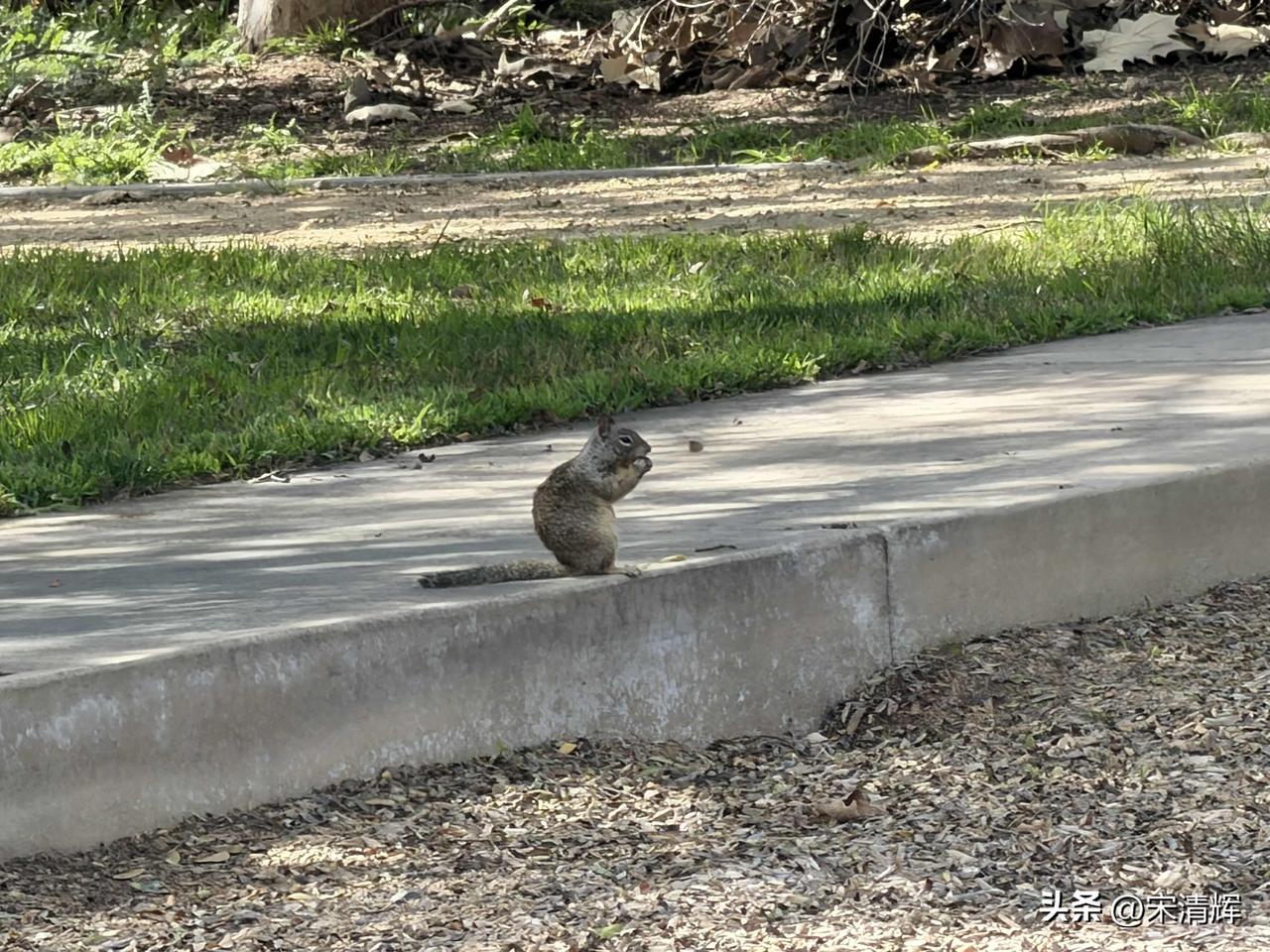 （1567）：和妹妹在公园里玩儿，一只胆大的松鼠突然从草丛里大摇大摆地走出来，一