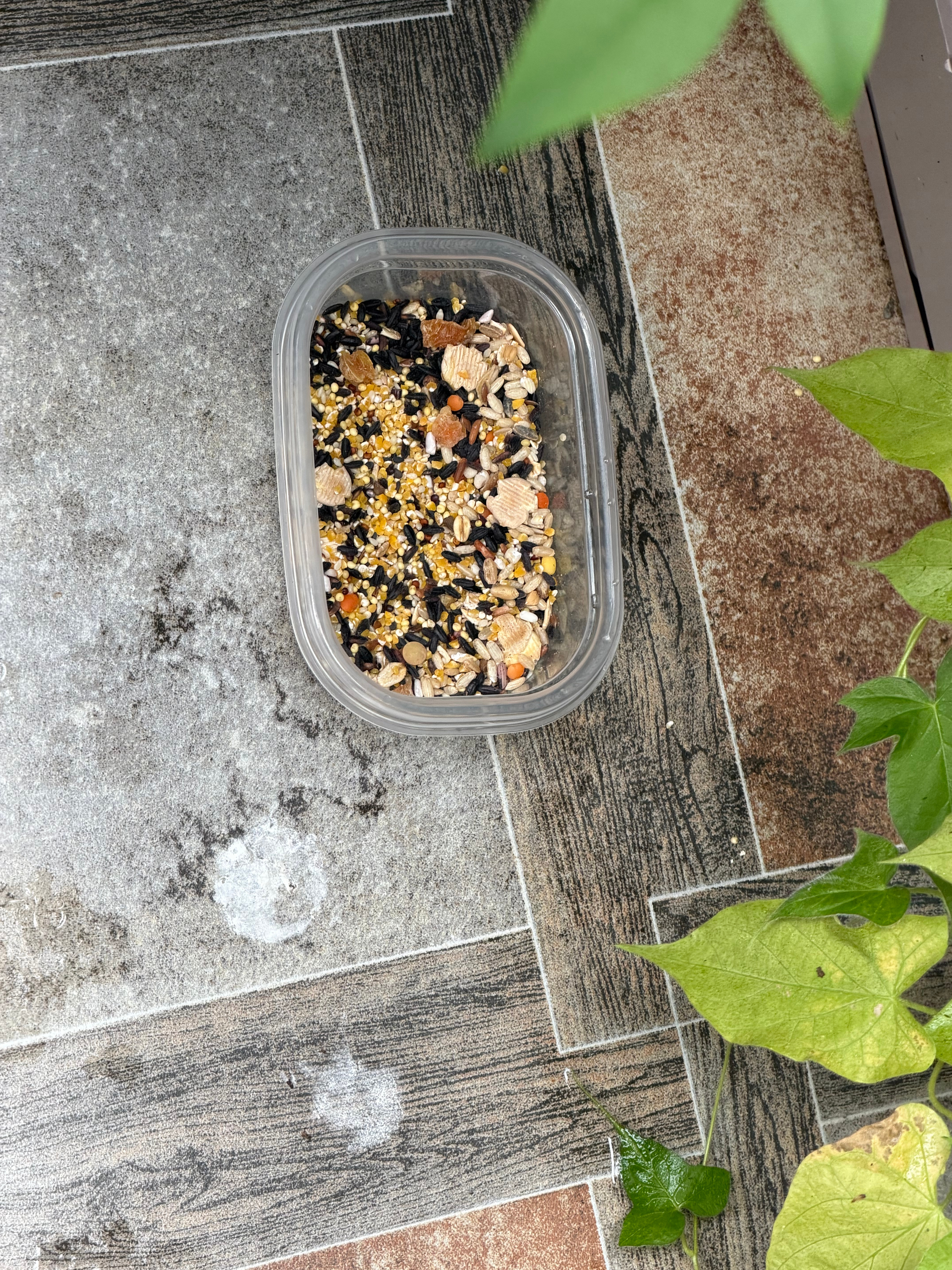 来我家吃饭的人，哦不，咕咕越来越多了。它们要是不直接拉屎在院子里就更好了。 