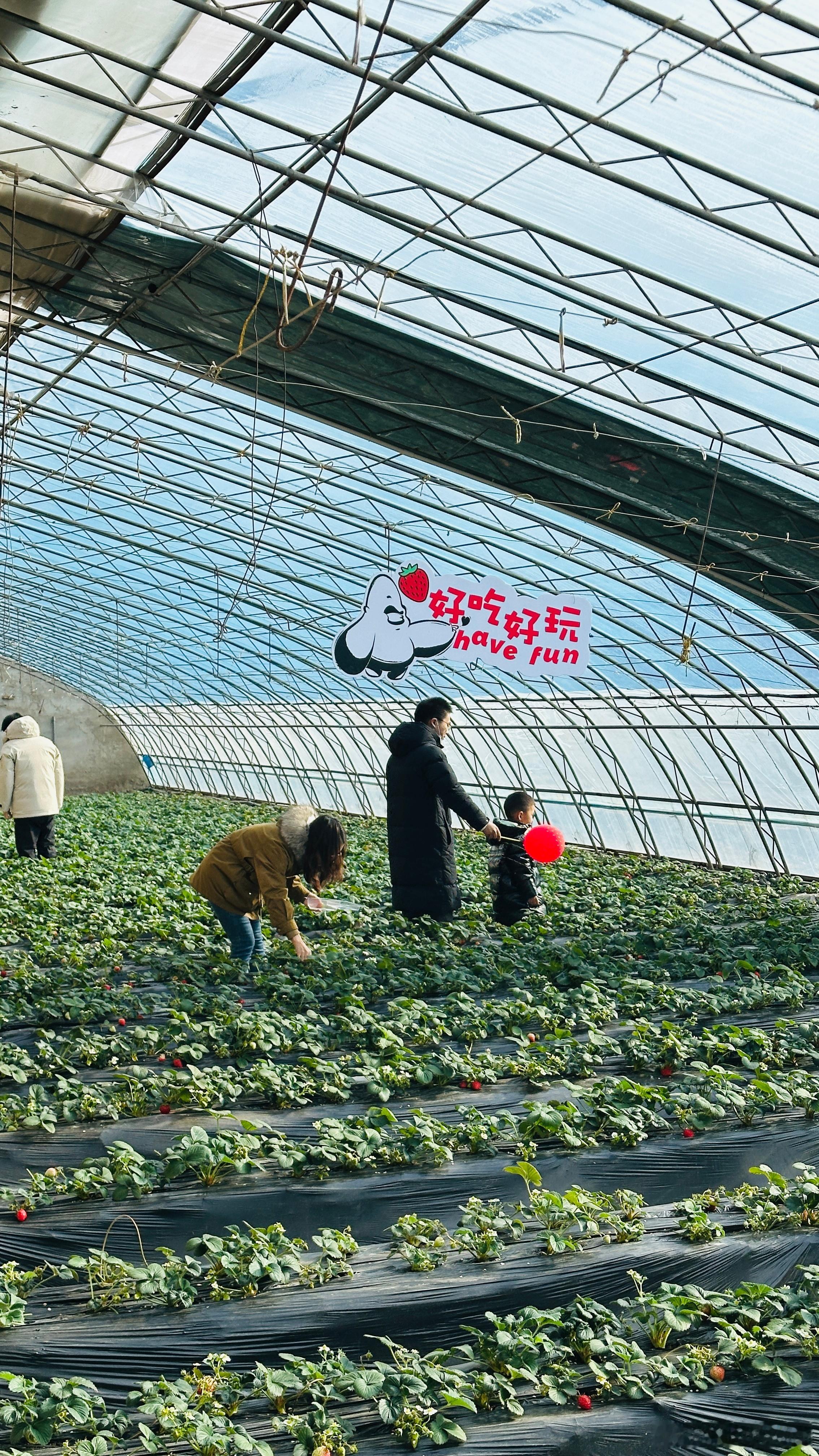 新年感受到的第一份莓好  四季青镇草莓采摘  走进草莓大棚，就像走进了一个五彩斑