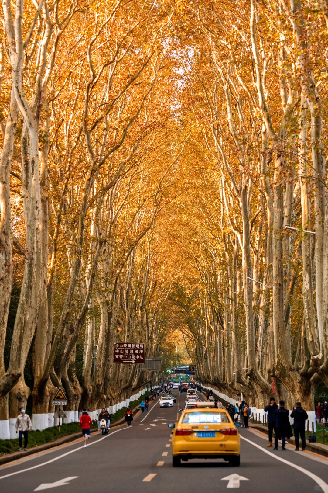 接下来的南京🍂将是秋天的天花板