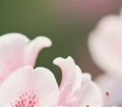 杜鹃花种植：1 .土壤选择：杜鹃花喜欢疏松肥沃的弱酸性土壤，可以使用腐叶土、松针