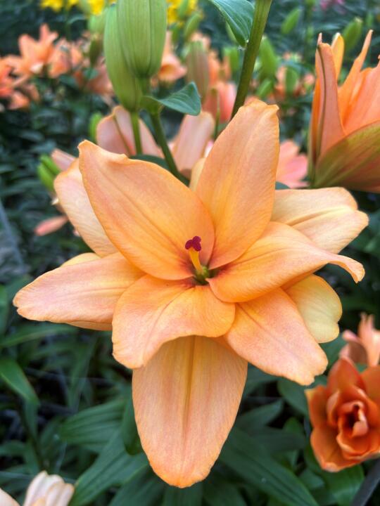 百合花·法尔玛琳