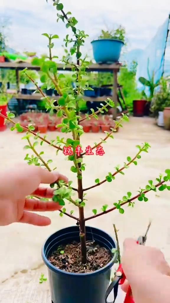 锐丰生态。