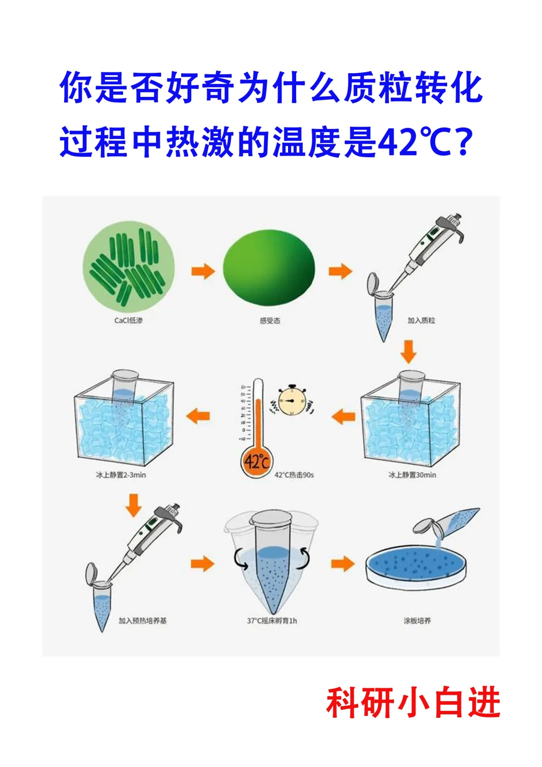 🔥你是否好奇，质粒转化过程中热激的温度？