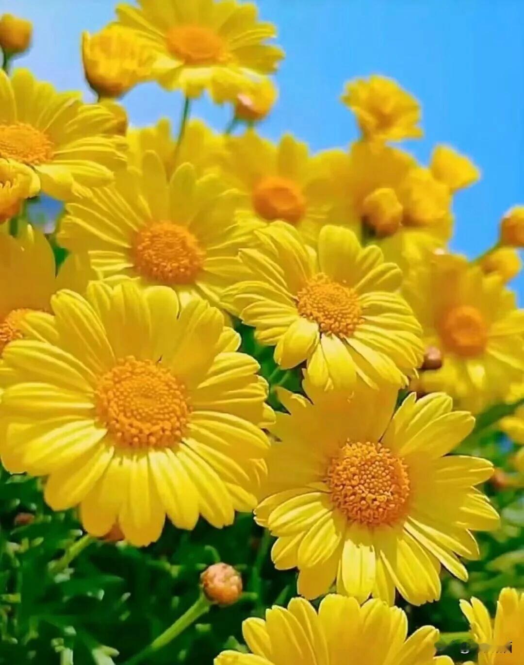 我爸我妈是勤快人，在一墙之隔的河道边他俩开了两块三米见方的菜地。

我爸身体不太