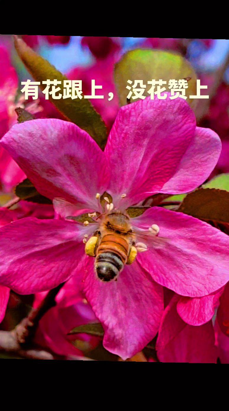 勤劳的小蜜蜂抖音