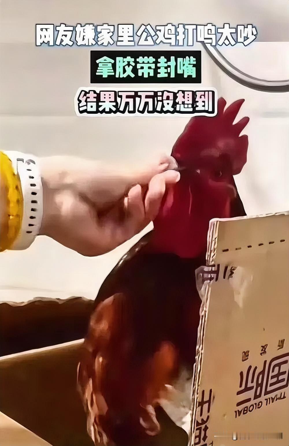 嫌公鸡打鸣吵，女子胶带封嘴引争议

近日，一女子因嫌自家公鸡打鸣太吵，竟用胶带封