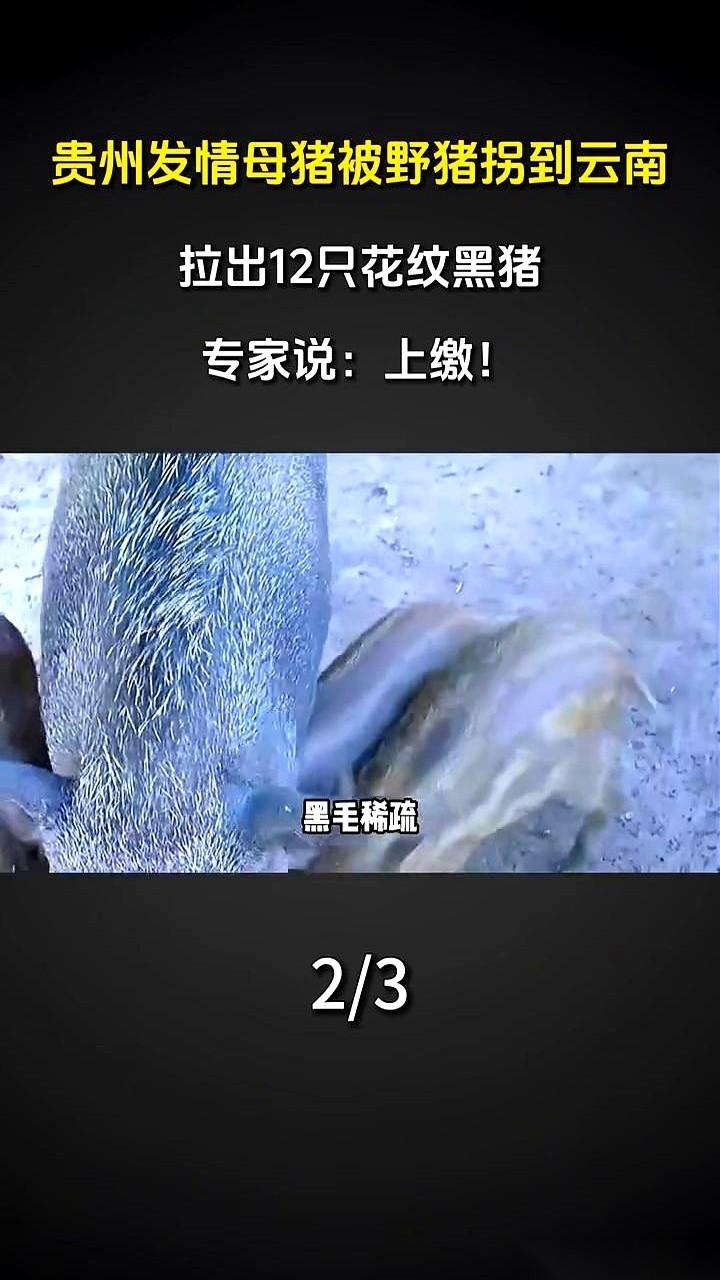 你说这事儿上哪说理去？
自家的母猪，让野猪给拐跑了，几个月后挺着大肚子自己找回家
