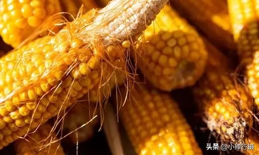 玉米在你们那儿的方言叫什么在我们台州椒江"玉米🌽"方言叫"珍珠米"。