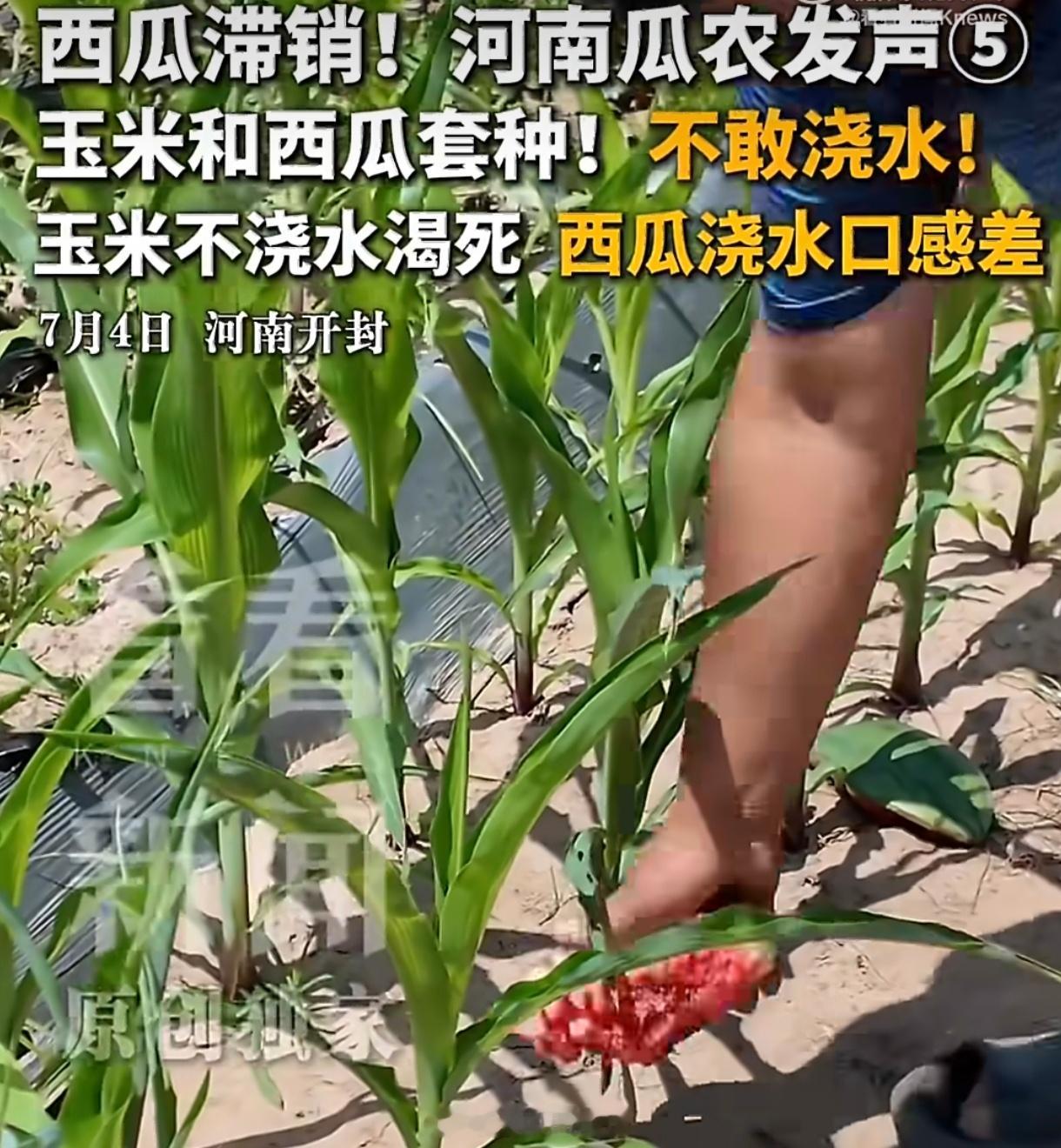 河南瓜农不敢给西瓜和玉米浇水河南瓜农"不敢浇水"的本质，是农业产业链畸形的缩影。