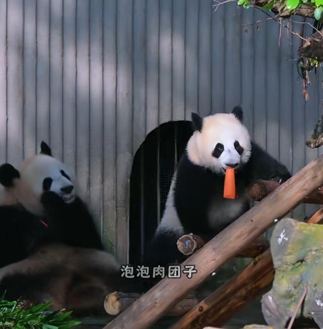 小月亮太可爱了,一身都是戏！它看到妈妈在吃胡萝卜，吃得好香好安逸，它也想尝试一下