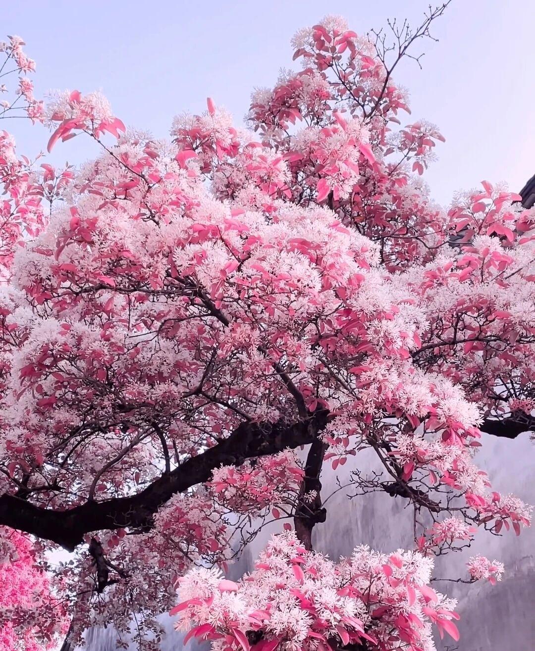 记录我的2026今天要到乡下去，老早就起来做饭，有时候人的一生啊很多不得已。不知