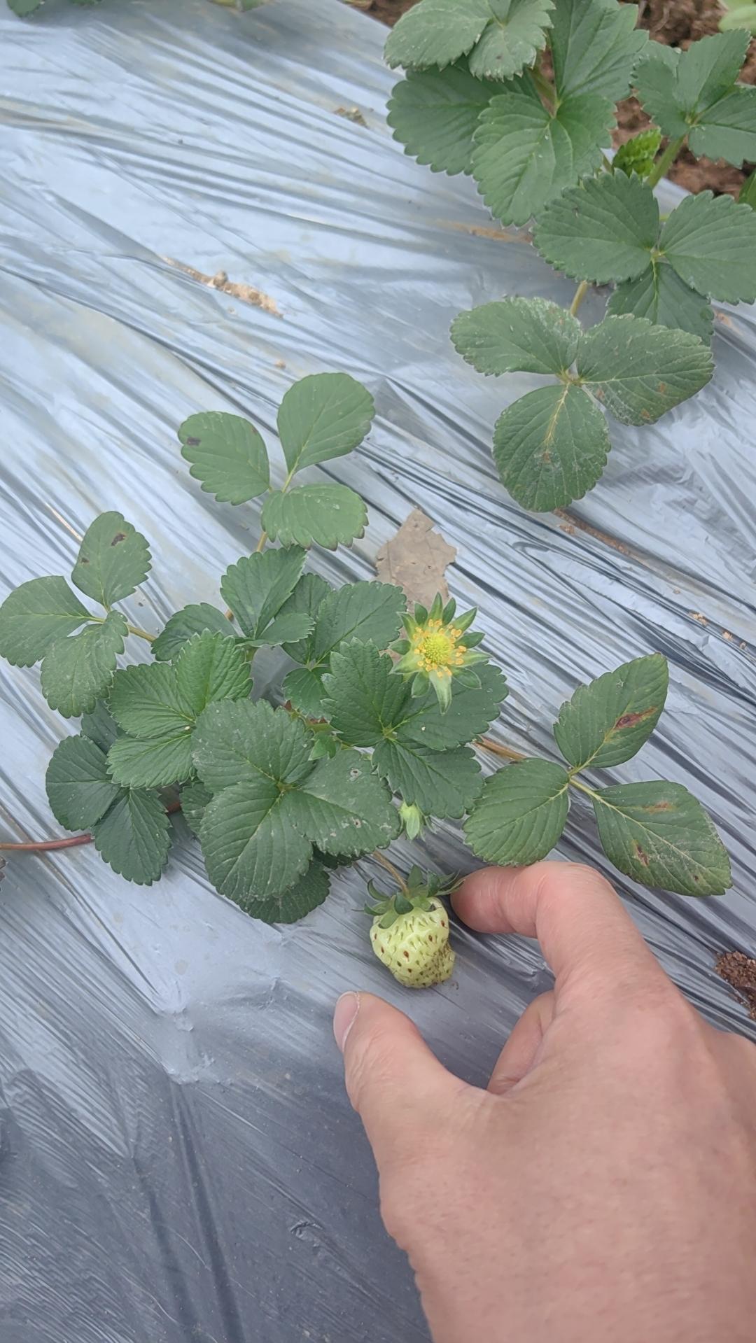 伊朗接下去的伊朗硬不起来了 伊朗外交大转向 伊朗天塌了 晚，英法德三国发布联合声