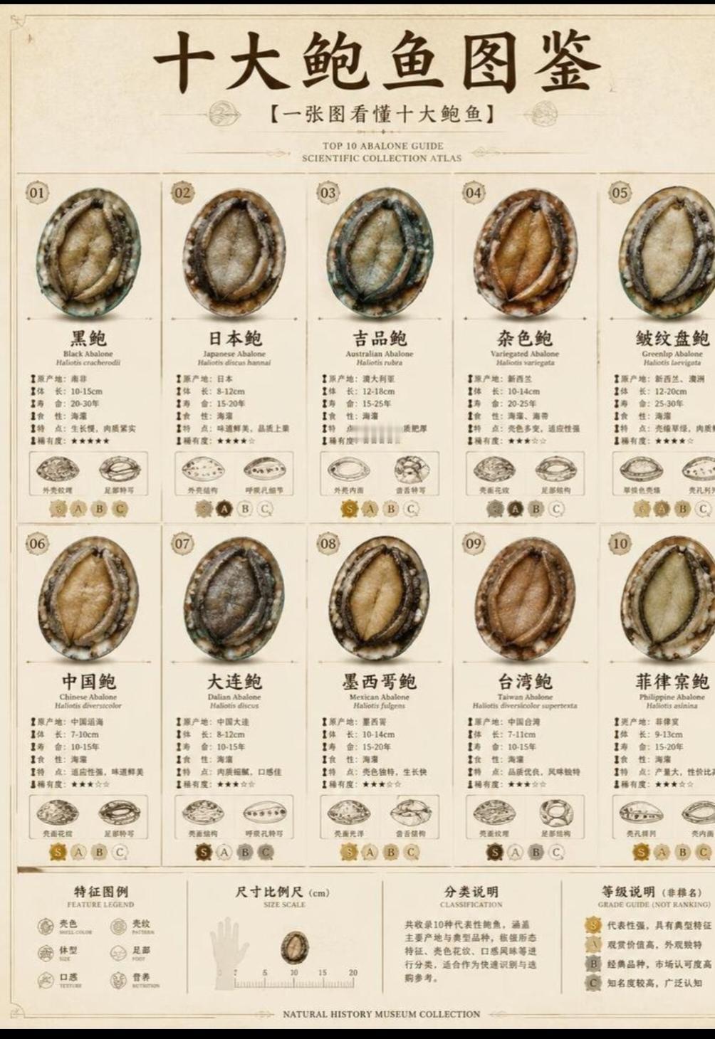 涨知识了，原来鲍鱼还有这么多品种，也是第一次知道，一直以为鲍鱼都是一样的，没想到