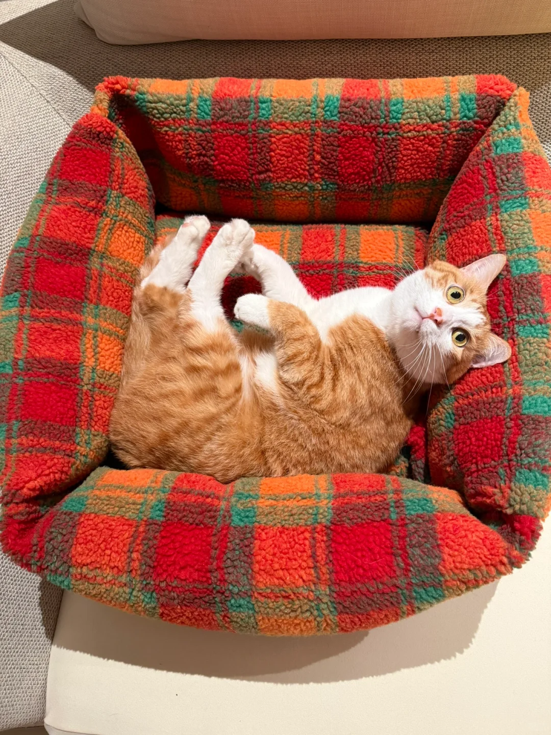 拼多多入手的冬季保暖猫窝分享