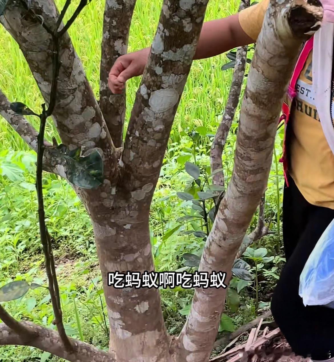 张馨予不好意思我把蚂蚁吃掉了张馨予吃的蚂蚁是西双版纳的这种吗，看到有导游说很好吃