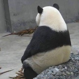虎喜爱逛汽车