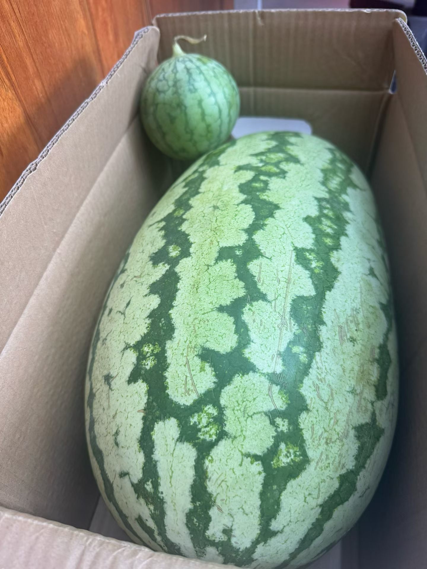 西瓜买一送一，老板说的确实没毛病