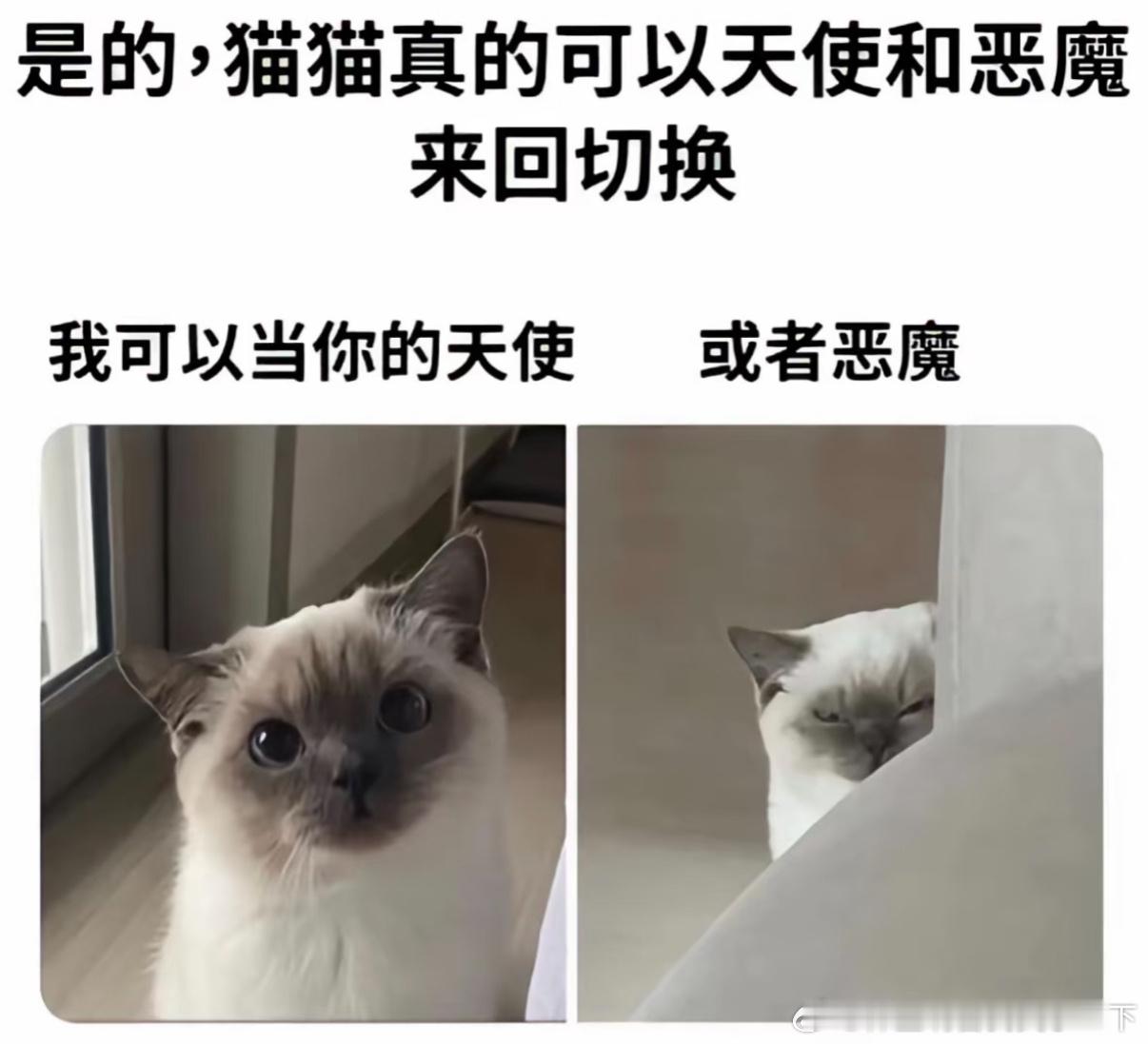 4913世界破破烂烂 猫猫缝缝补补 ​​​