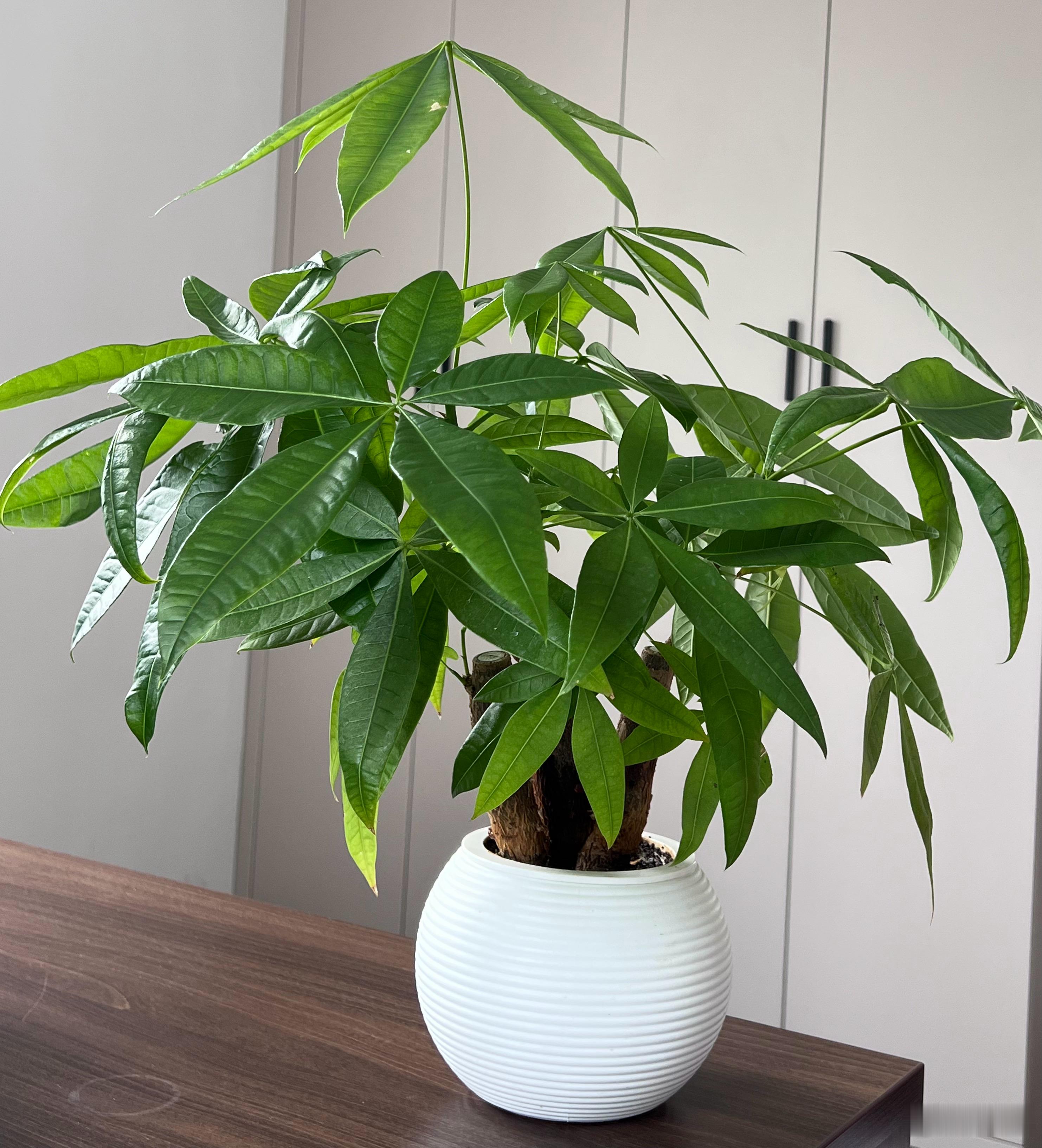 我的发财树越来越茂盛，镜头都要装不下它了绿植