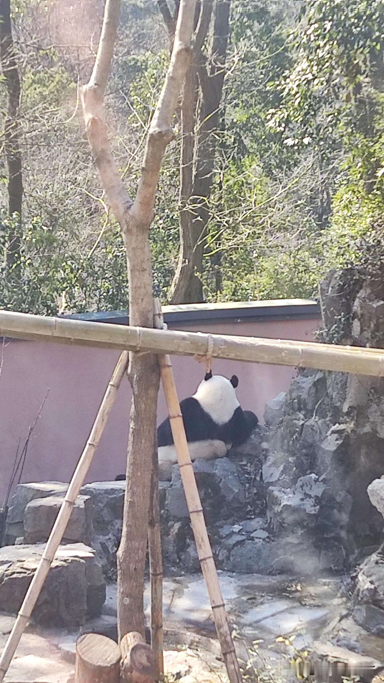 嘈杂的声音里，看到了它的内心是多么平静。[比心]