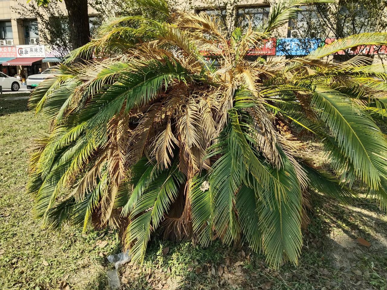 在杭州围垦街闲逛，看见绿化带内，一株铁树叶片干黄，一看就知道缺微量元素铁。

可