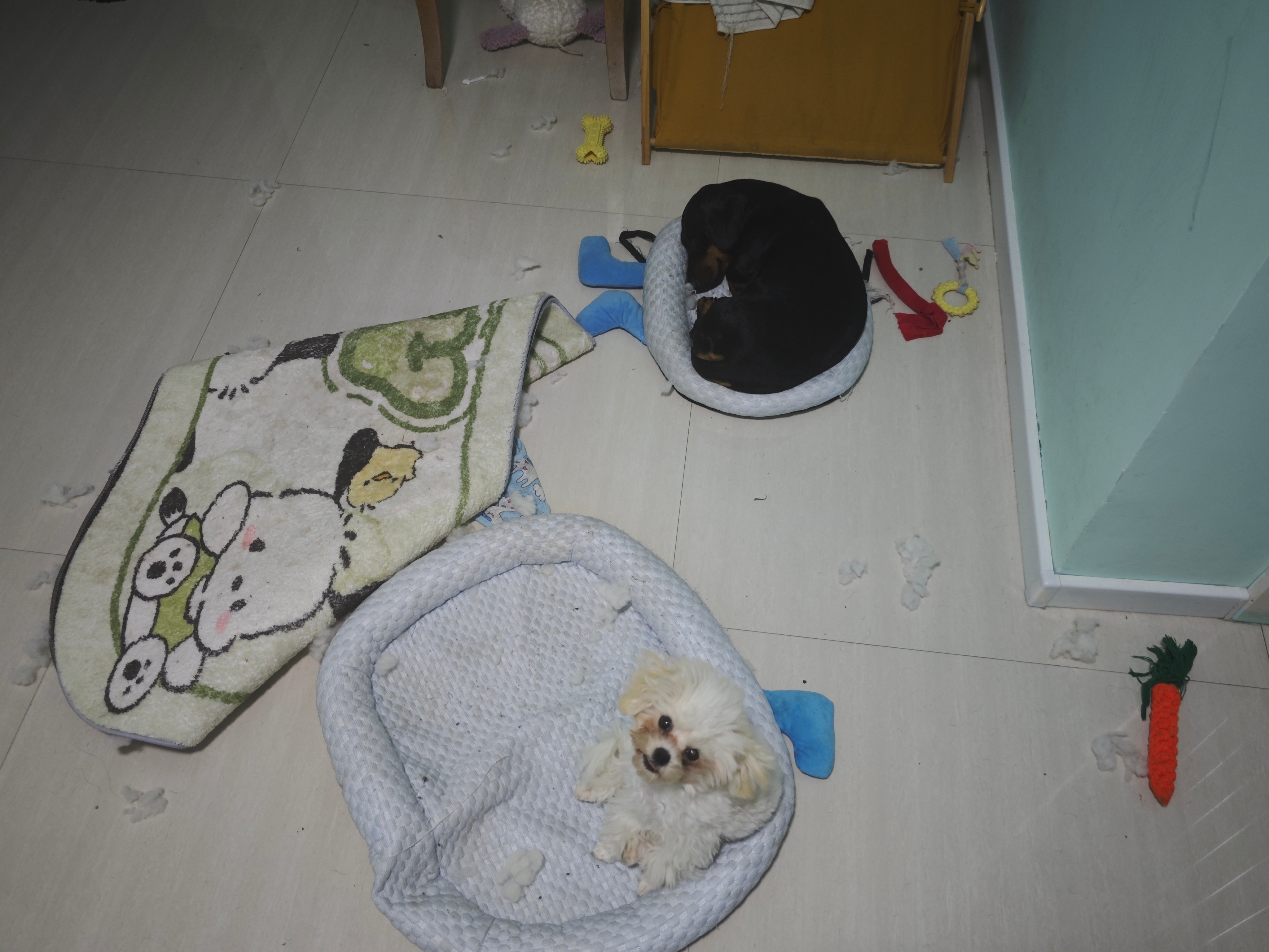 图一，茄子妹妹给土豆姐姐挤到小床去了。图二，我滴情侣装。 ​​​