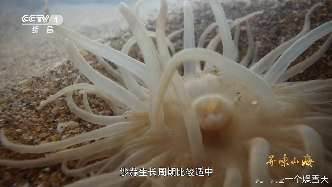 沙蒜不是蒜是海鲜 海里的“蒜”是海葵！沙蒜在浙江滩涂生长，肉质厚实，脆糯超鲜🦪