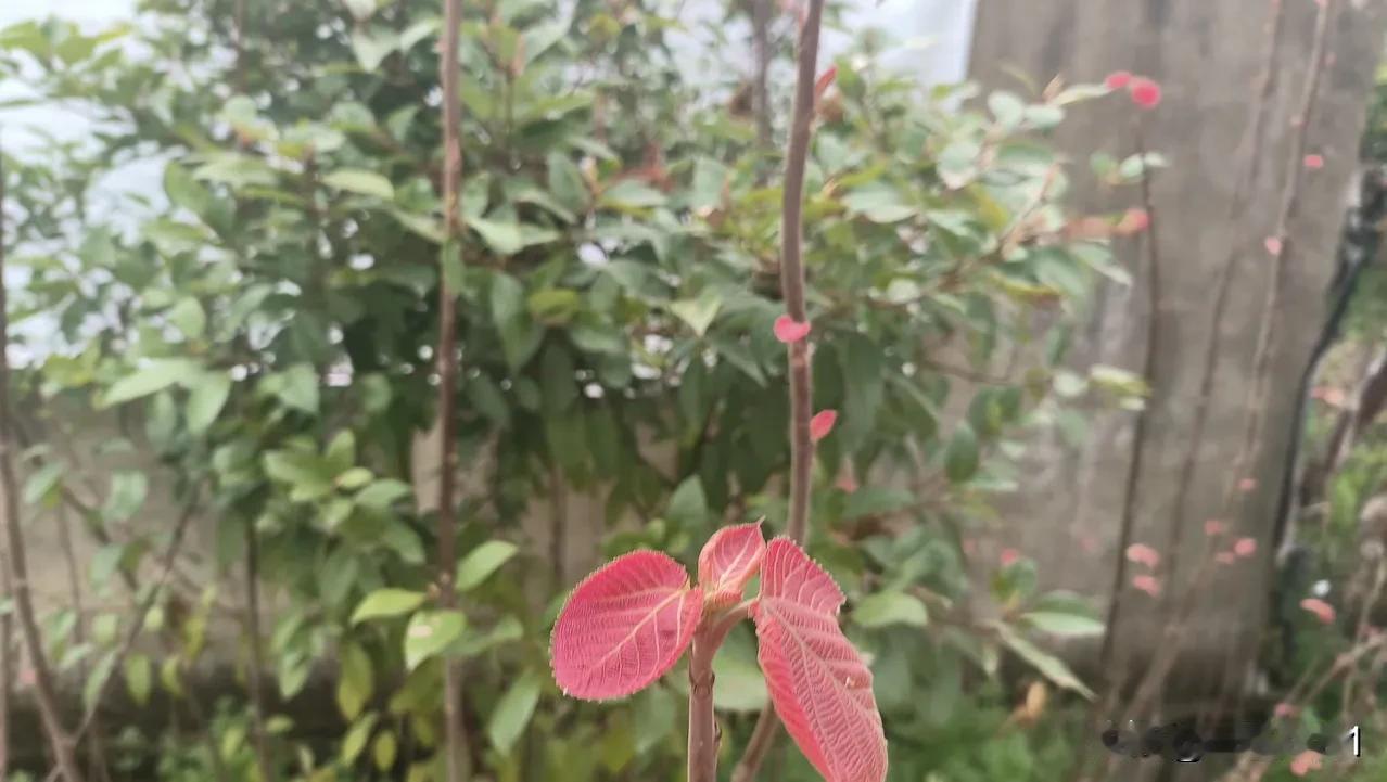 阿萍手上绑着硼带在洗头，说是骨折做了手术，又发现一根筋断了，又再次手术，也是倒霉