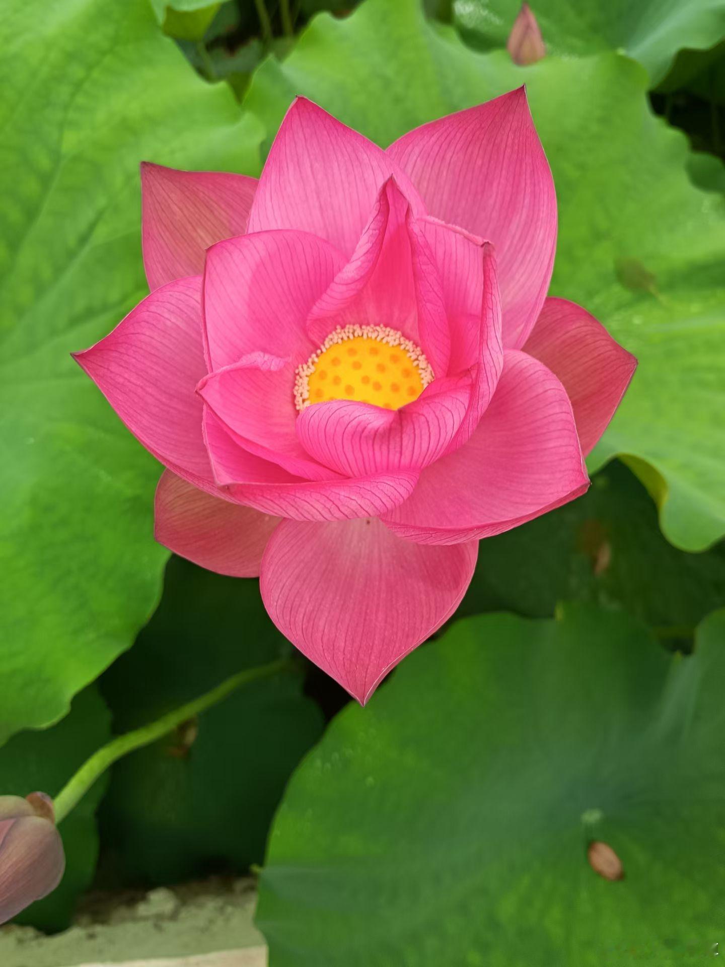认知 努尔哈苟，爱新觉㑩翔，就是当代“贾桂”，美利坚畜牧业圈养的一条苟 湘潭