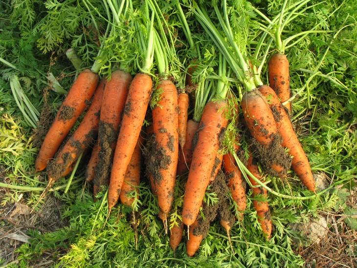 小时候过年最喜欢吃胡萝卜炒肉片
小时候有一首童谣:
    胡萝卜蜜蜜甜，
  