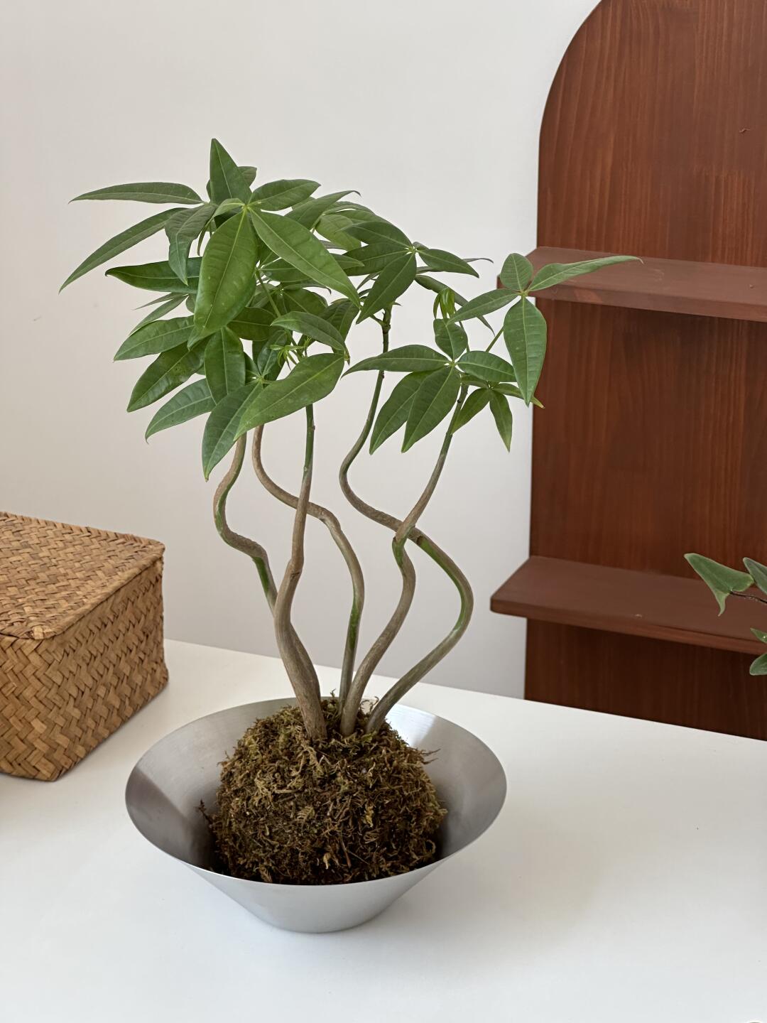 你的办工桌上怎能少了一颗发财树？！