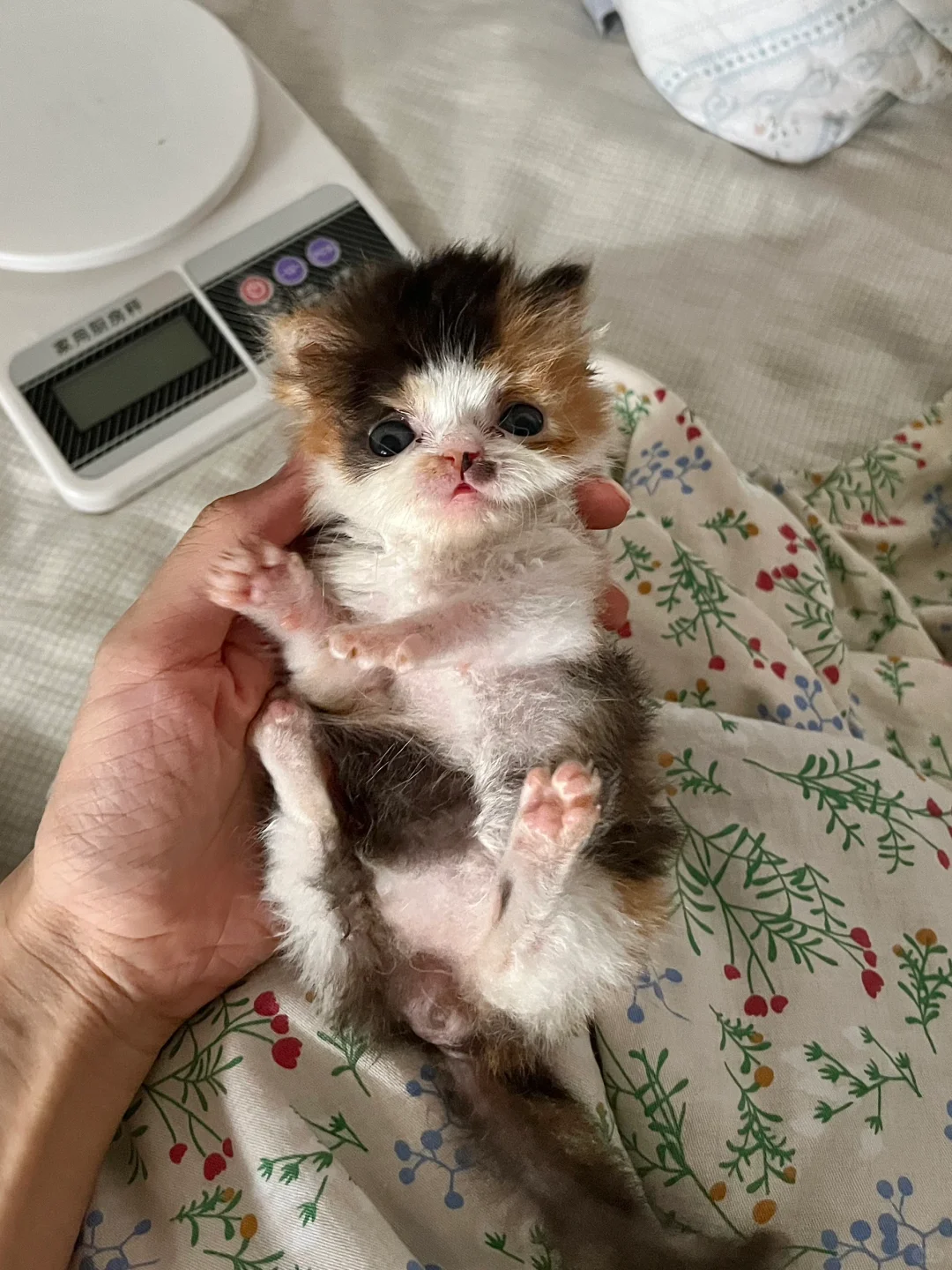 左滑看小猫爆毛🐱