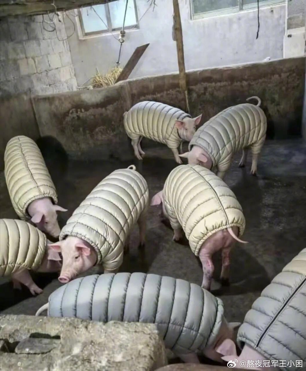 给家猪穿棉袄了 
