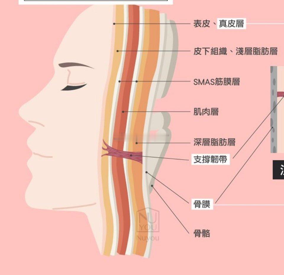 如果你觉得脸松了就该练肌肉，下面内容会颠覆你的认知——面部肌肉练得越厚，可能下垂