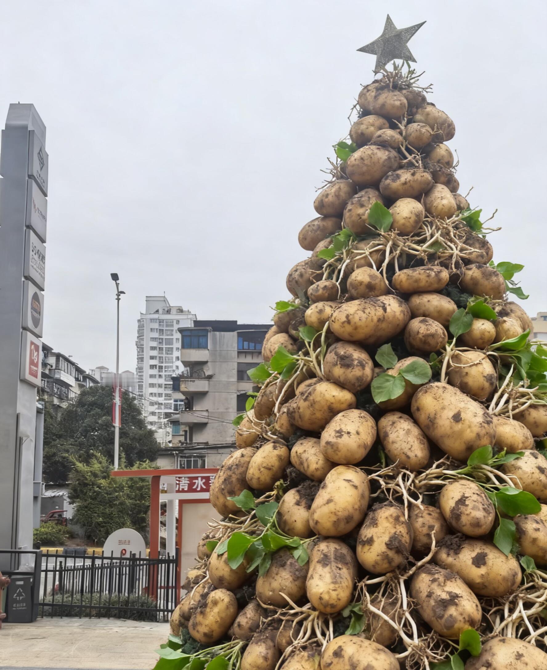 贵州人有自己的圣诞树 