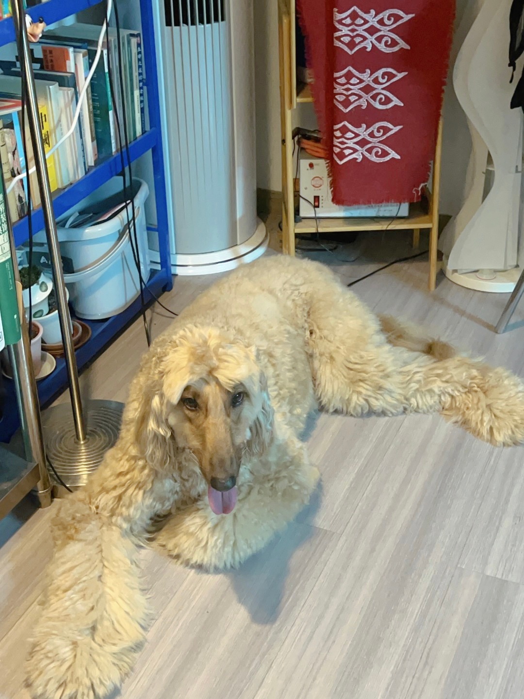 哥哥你是一头骆驼 