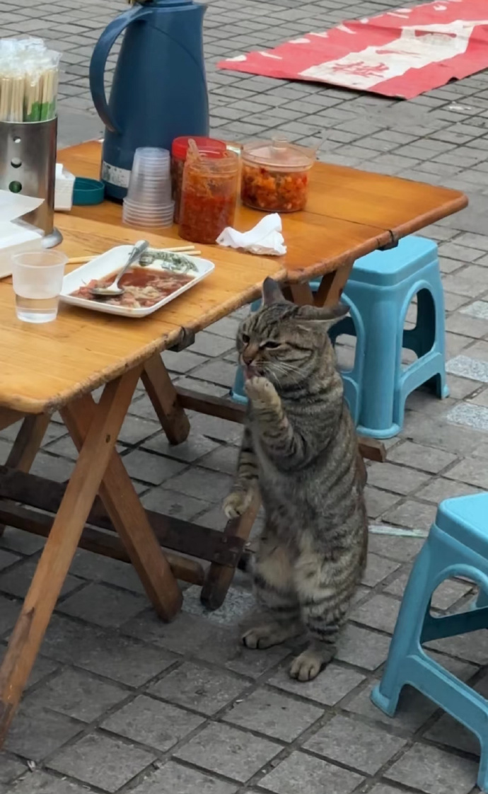 目睹了嫌疑猫的整个作案过程 