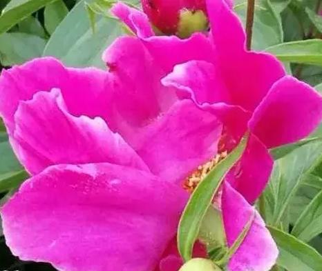 分享一张绚烂绽放的花随手拍～