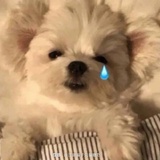 沈叶爱说汽车